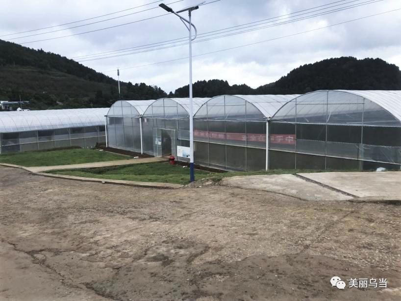 【动态】贵州省首届蔬菜种业博览会乌当区羊昌镇地展种植进入管护阶段