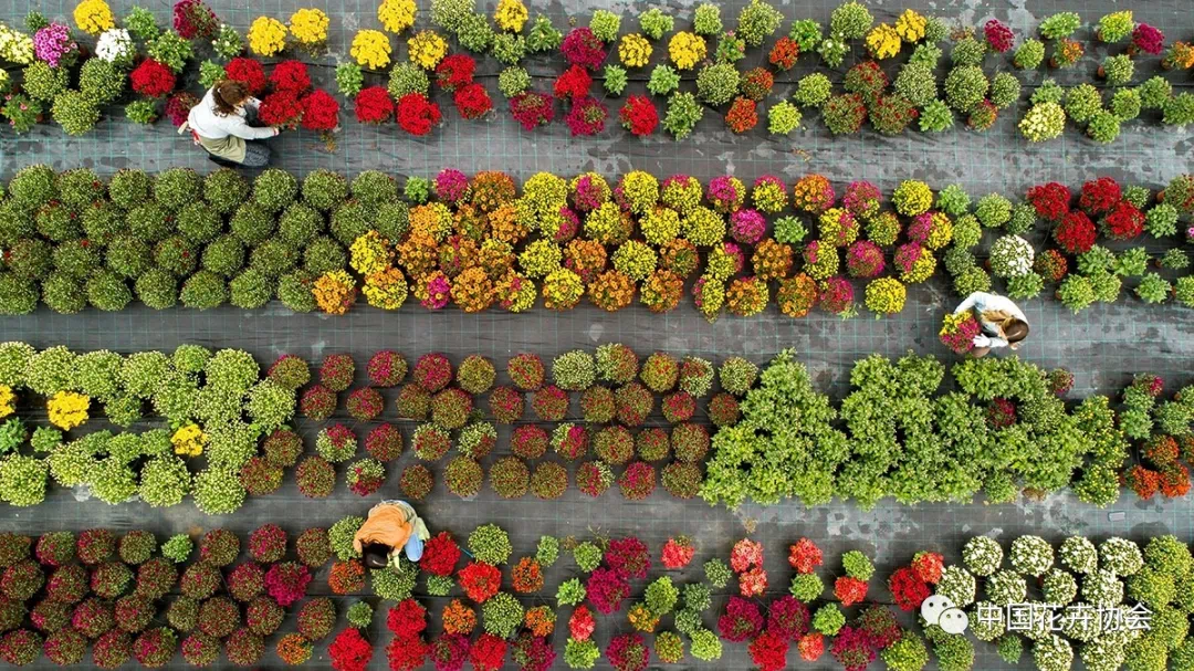 国际园艺生产者协会将召开花卉园艺可持续发展大会