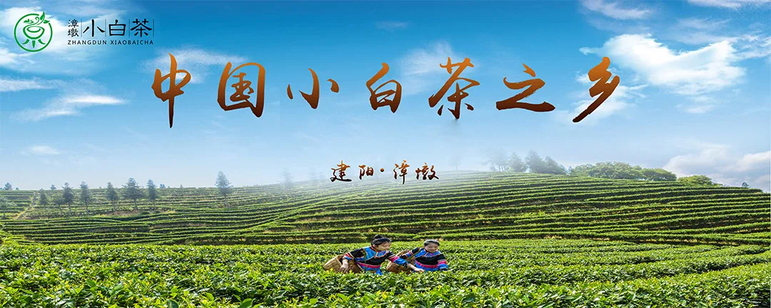 入场搭建！中国厦门茶业投资贸易博览会参展团组先睹为快!